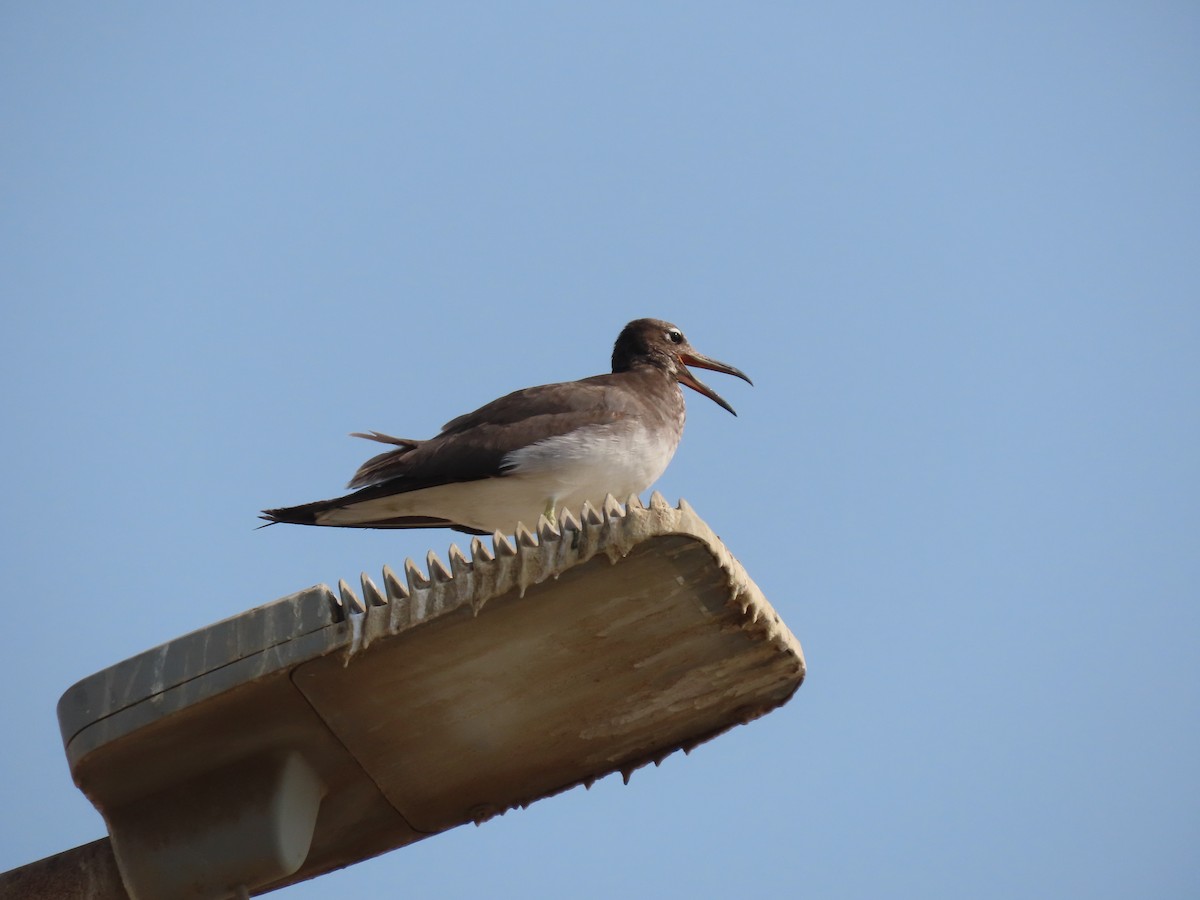 White-eyed Gull - ML620781818