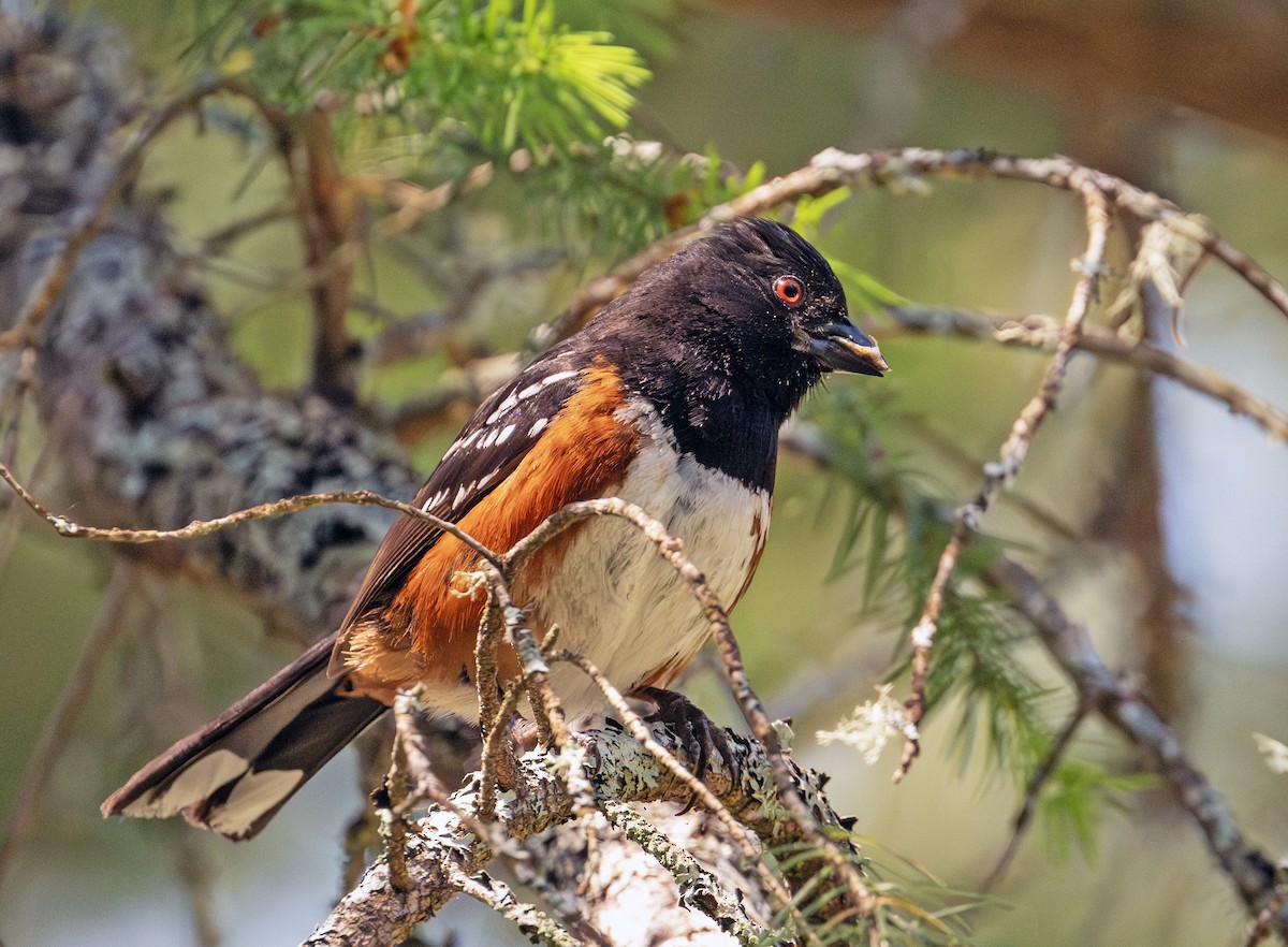 Spotted Towhee - ML620781820