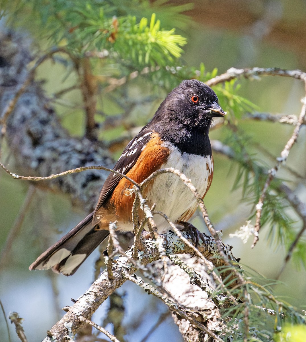 Spotted Towhee - ML620781821