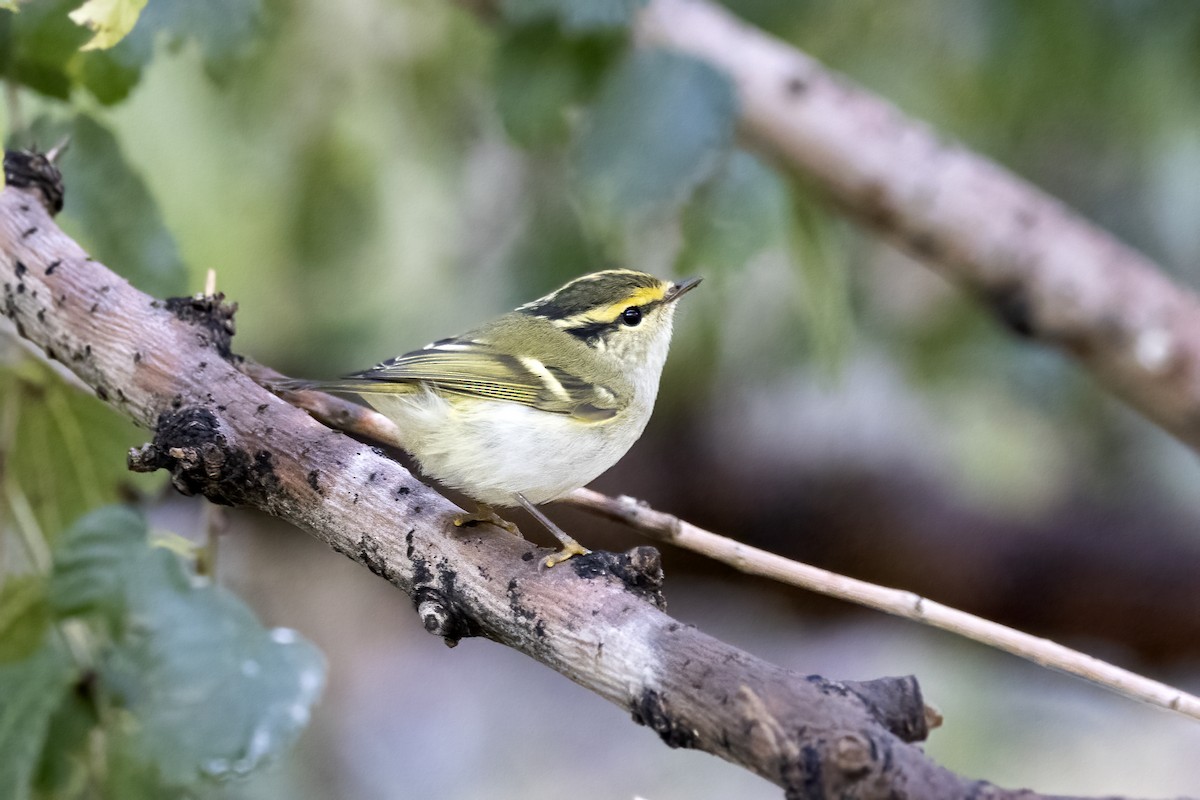 Pallas's Leaf Warbler - Delfin Gonzalez