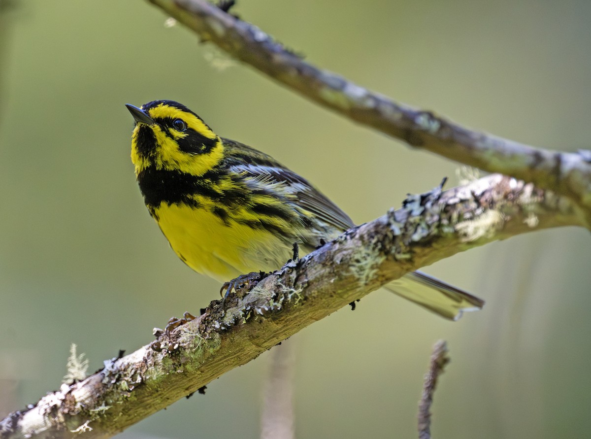 Townsend's Warbler - ML620781825