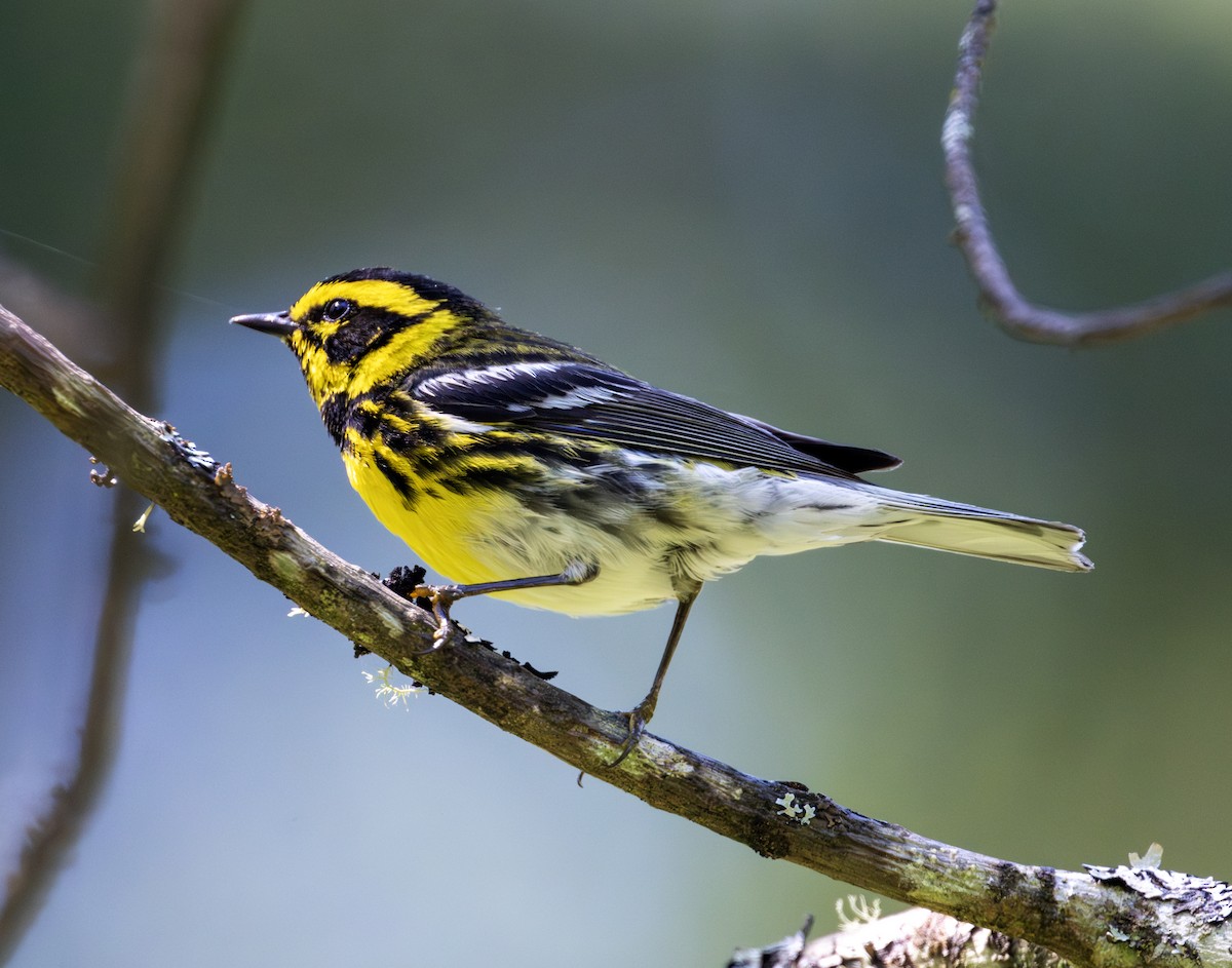 Townsend's Warbler - ML620781826