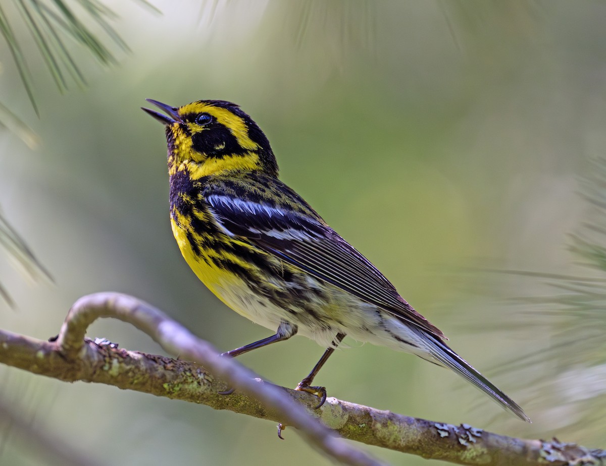 Townsend's Warbler - ML620781827