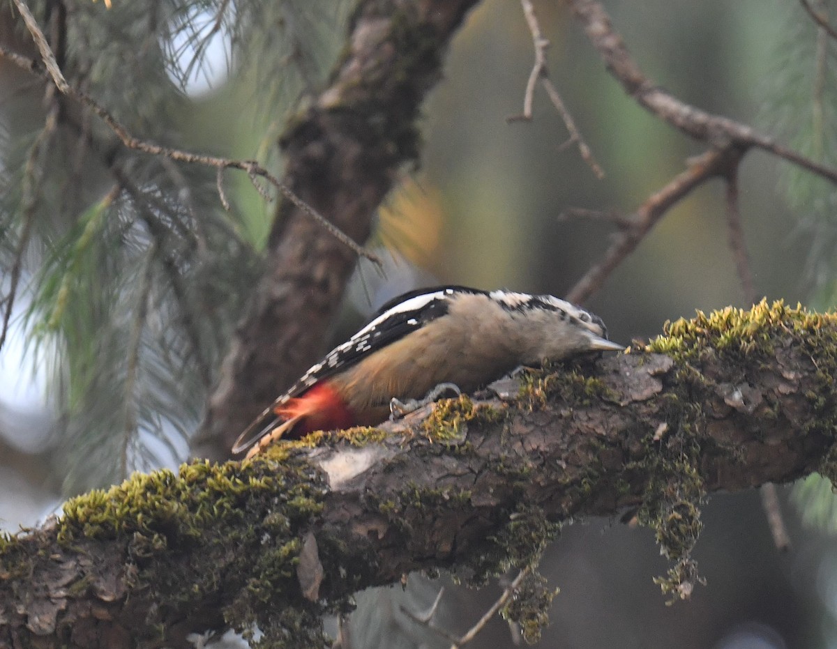 Himalayan Woodpecker - Chitra Shanker