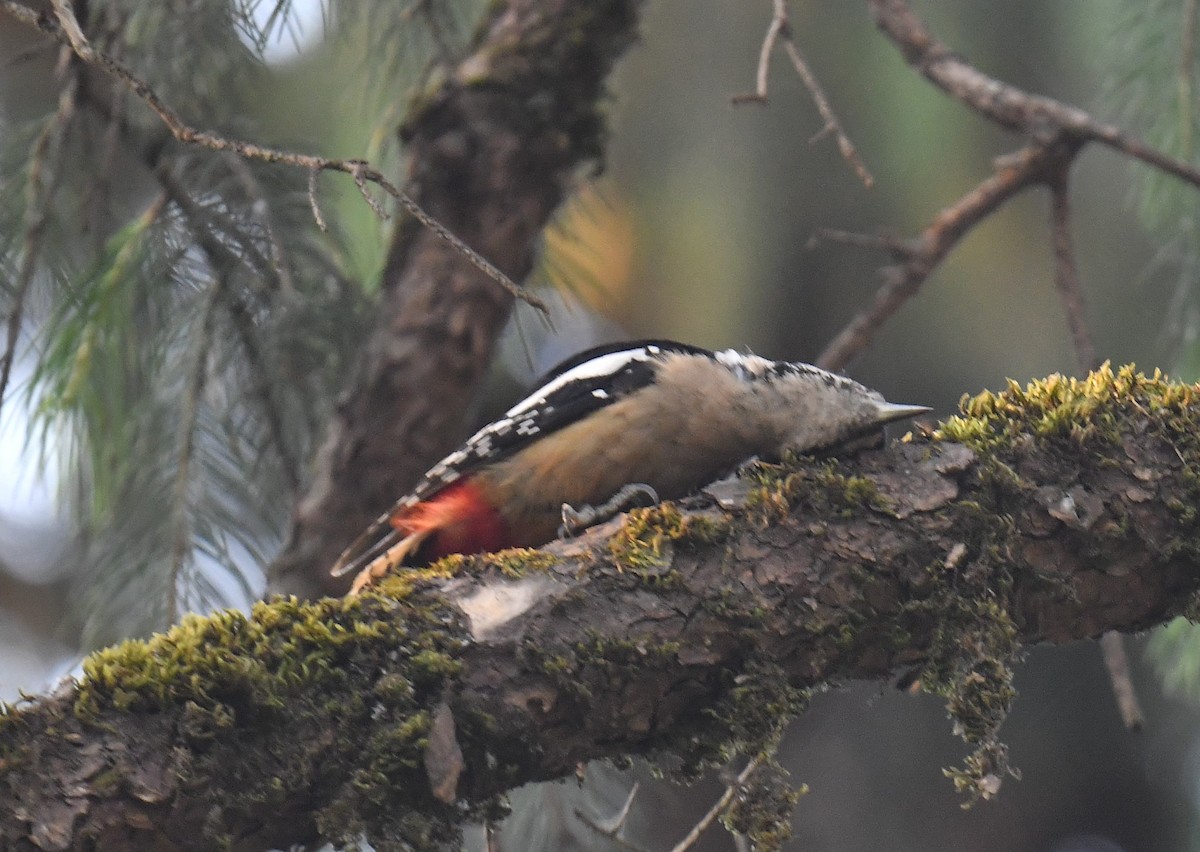 Himalayan Woodpecker - ML620781855