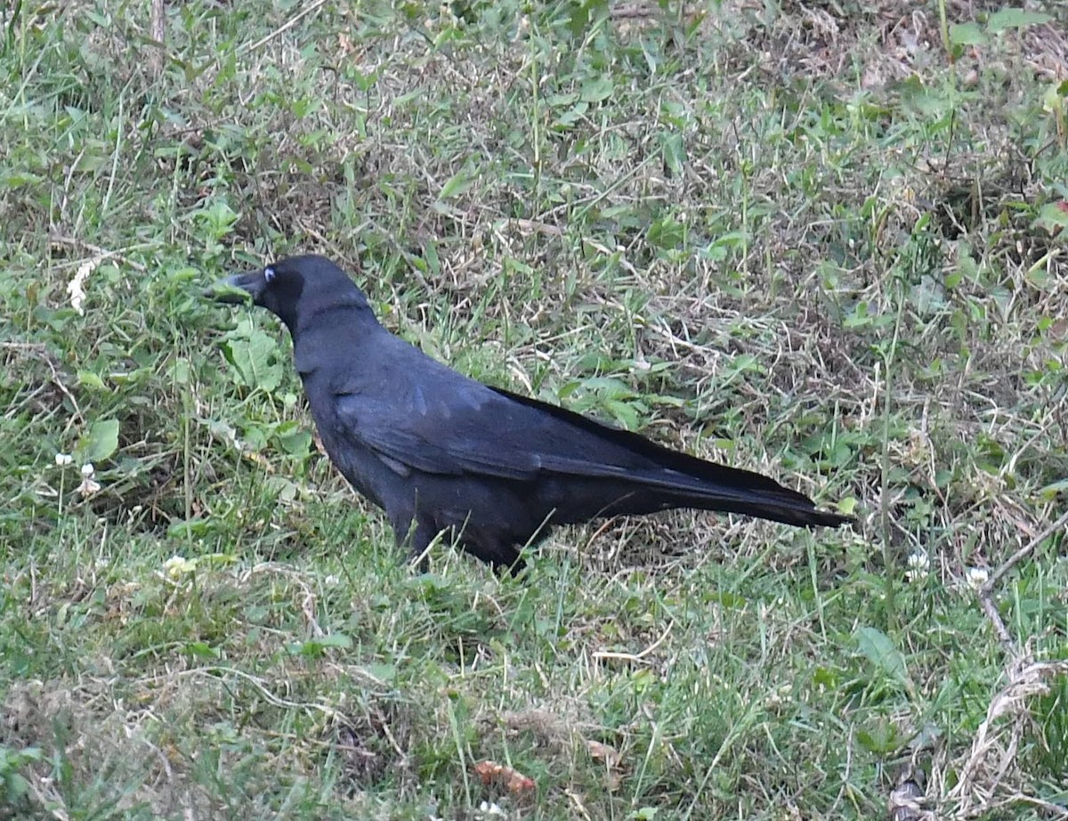 Large-billed Crow - ML620781863