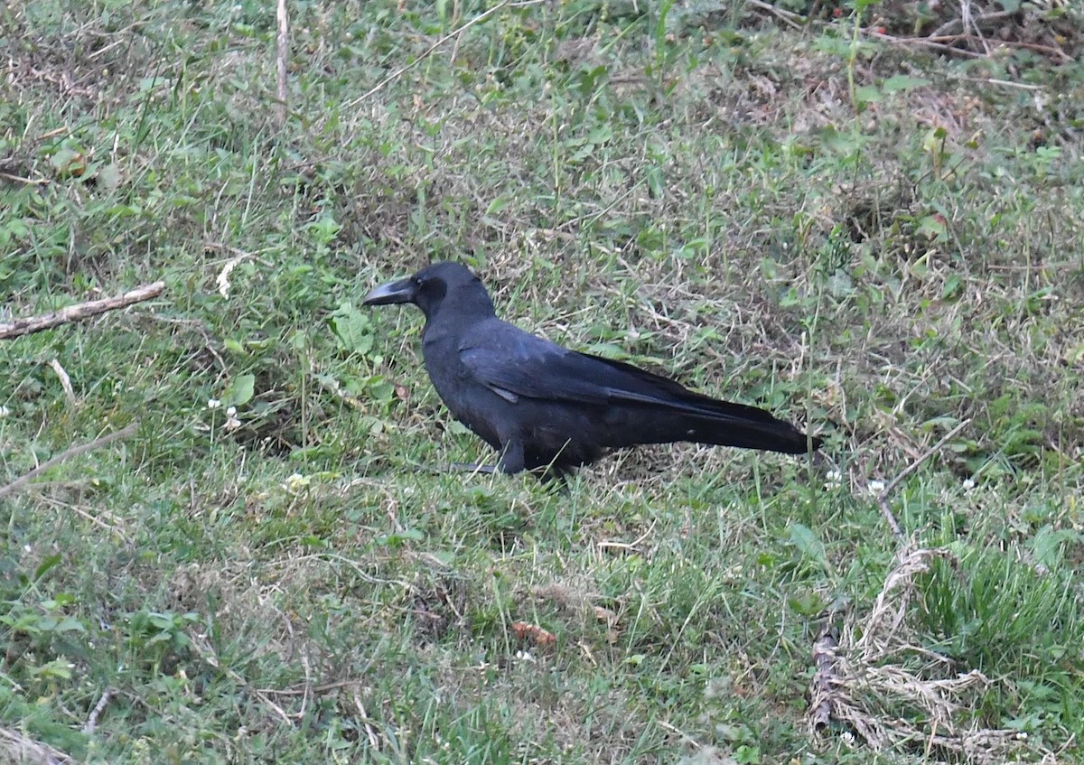 Large-billed Crow - Chitra Shanker