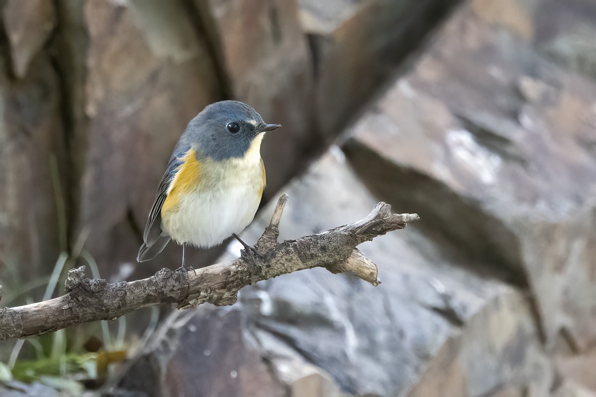 Red-flanked Bluetail - ML620781865