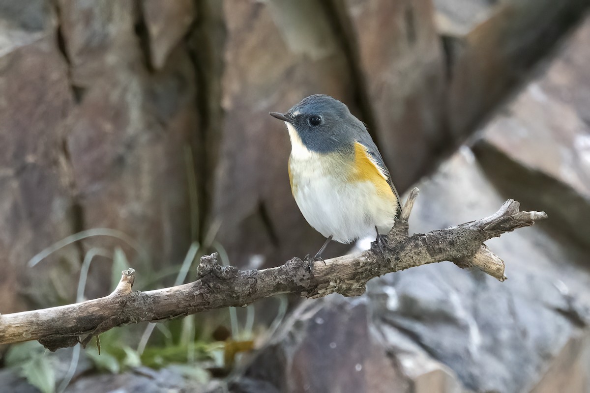 Red-flanked Bluetail - ML620781866