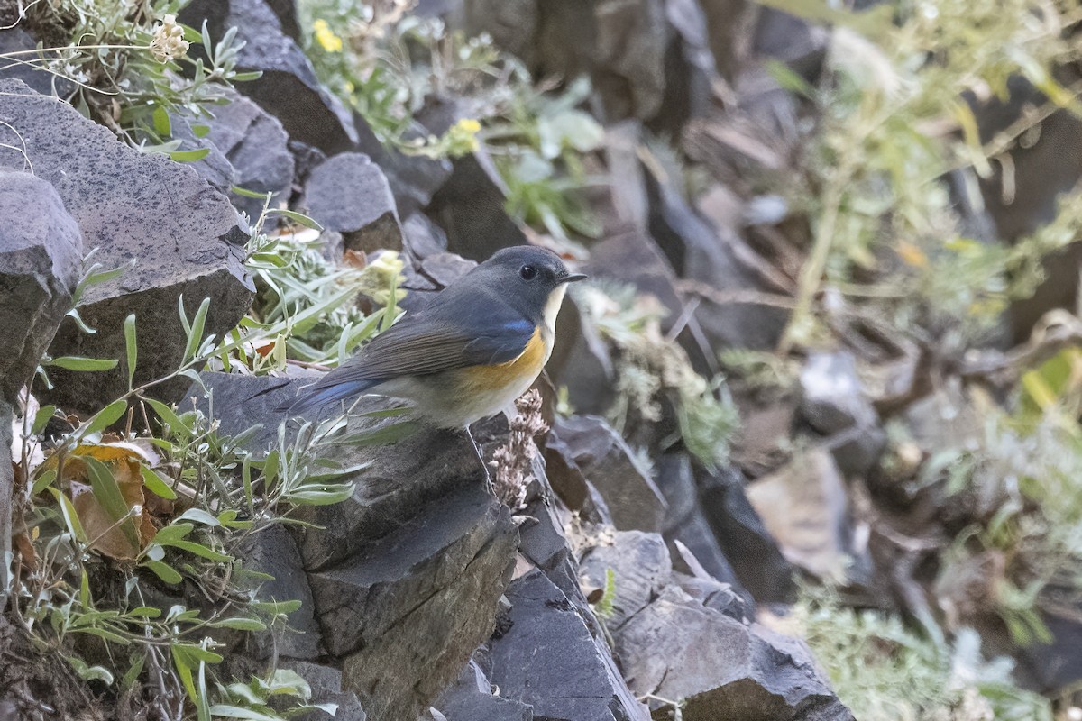 Red-flanked Bluetail - ML620781867