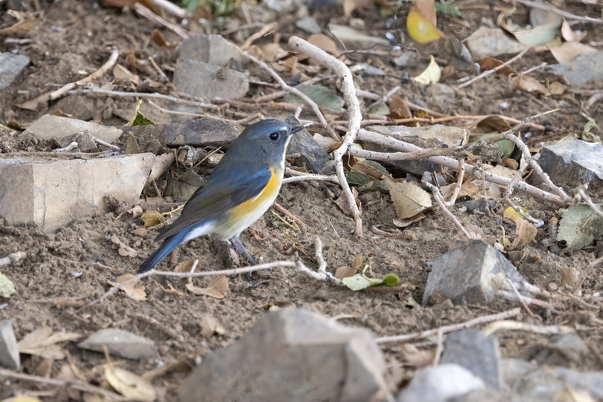 Red-flanked Bluetail - ML620781871