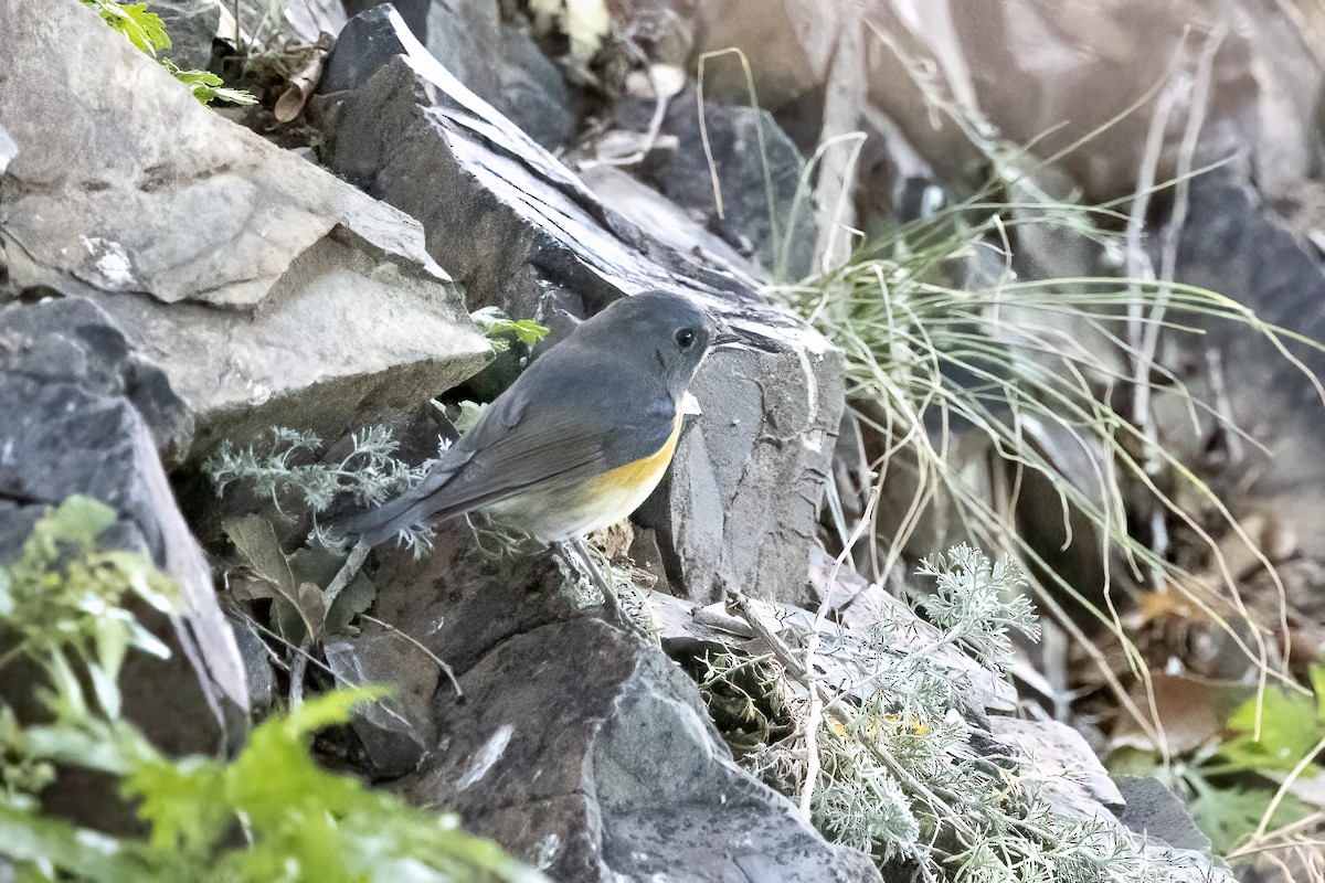 Red-flanked Bluetail - ML620781872