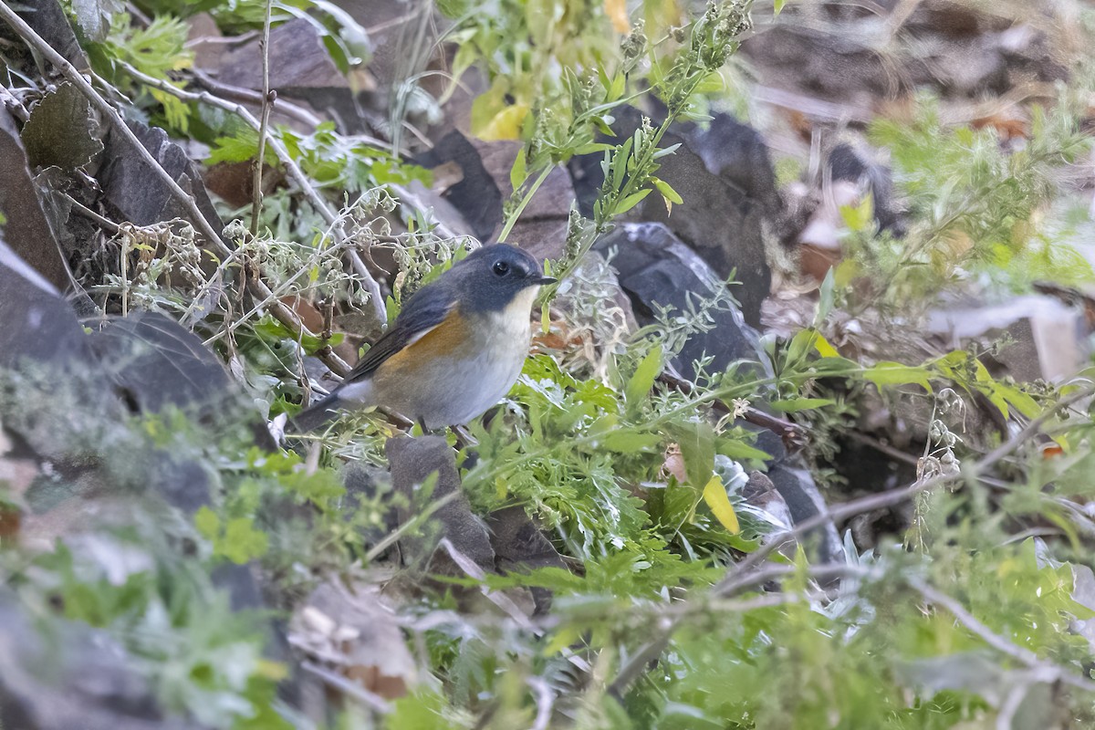 Red-flanked Bluetail - ML620781873