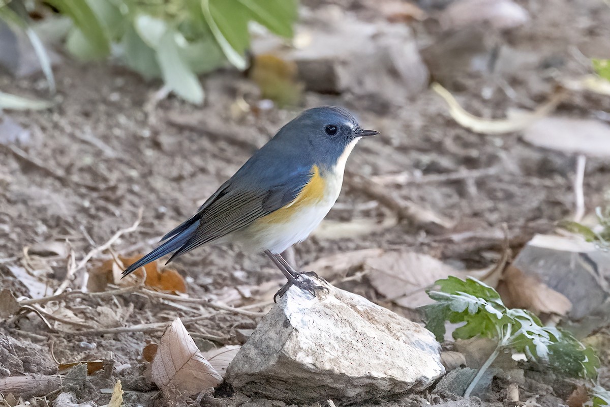 Red-flanked Bluetail - ML620781875