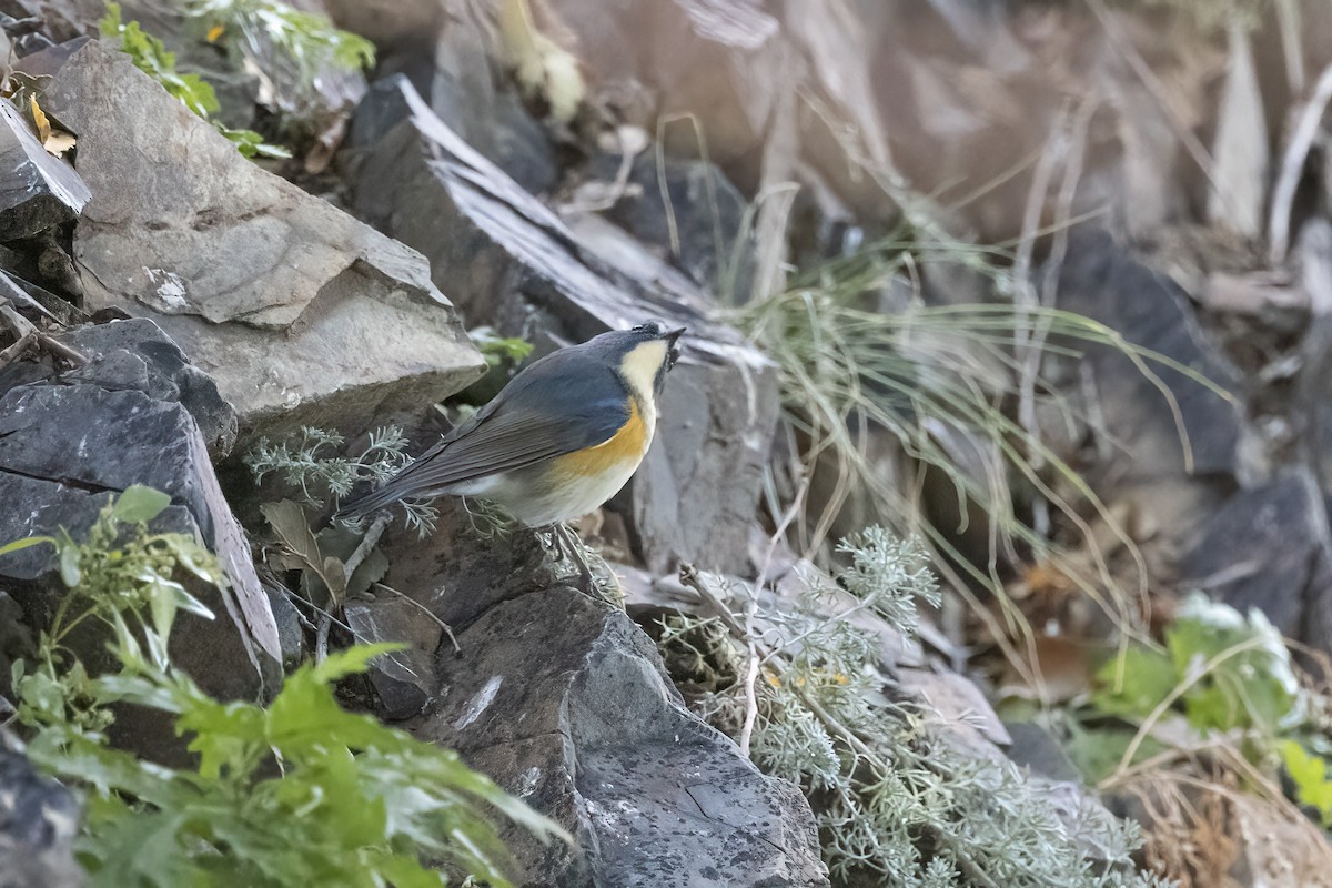 Red-flanked Bluetail - ML620781876