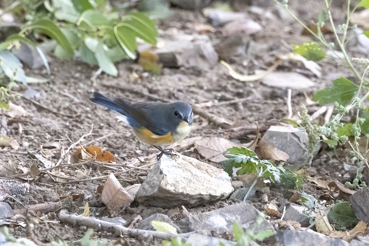 Red-flanked Bluetail - ML620781877