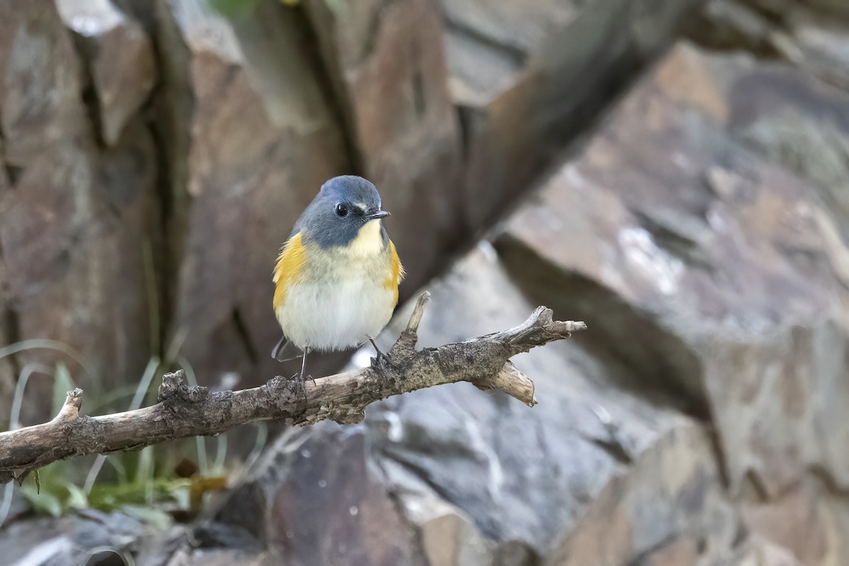 Red-flanked Bluetail - ML620781880