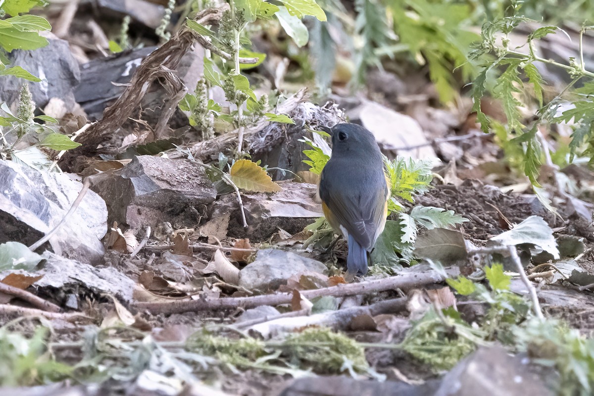 Red-flanked Bluetail - ML620781881