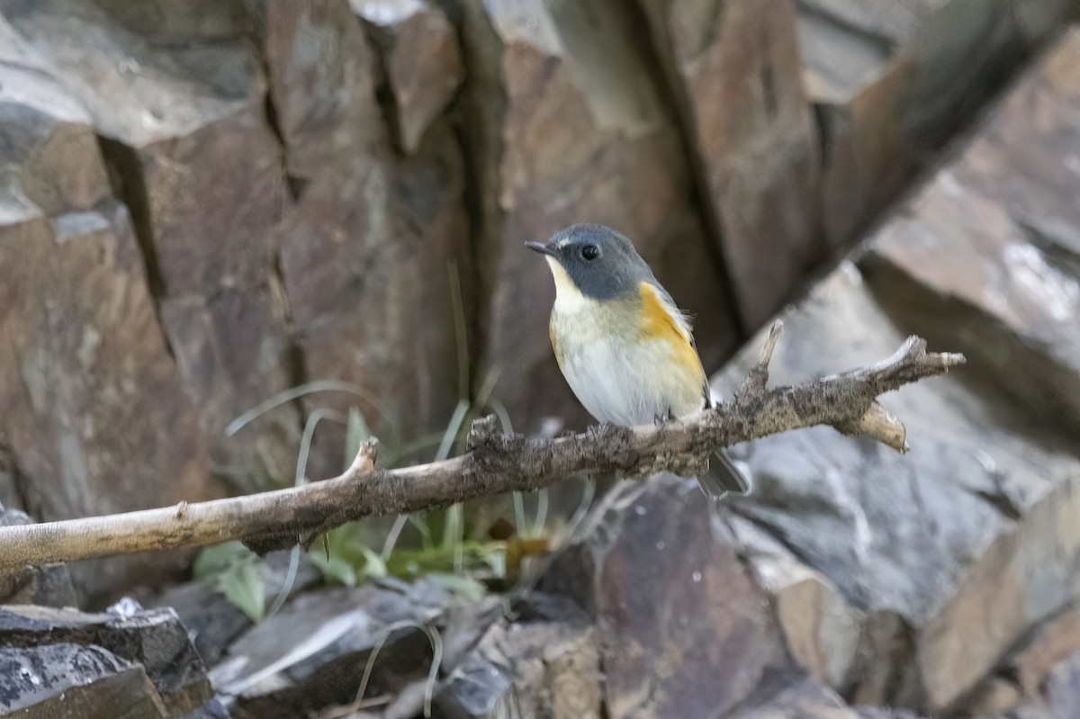 Red-flanked Bluetail - ML620781882