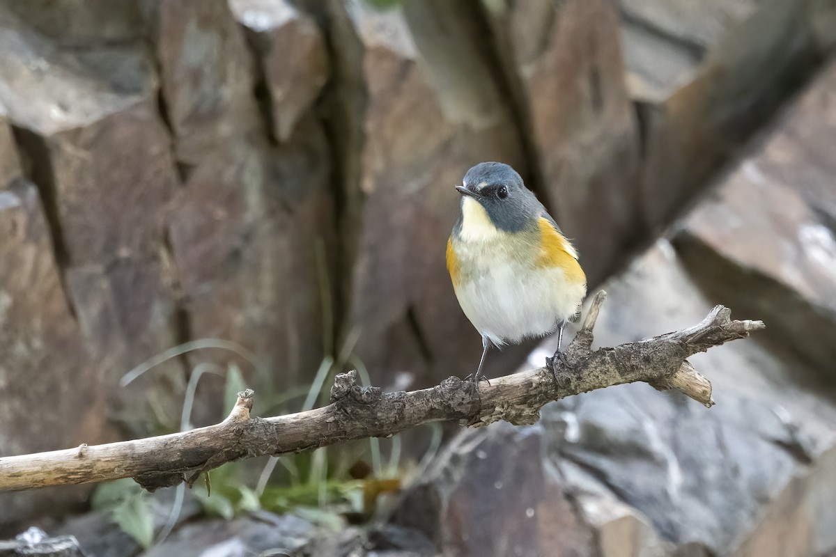 Red-flanked Bluetail - ML620781883