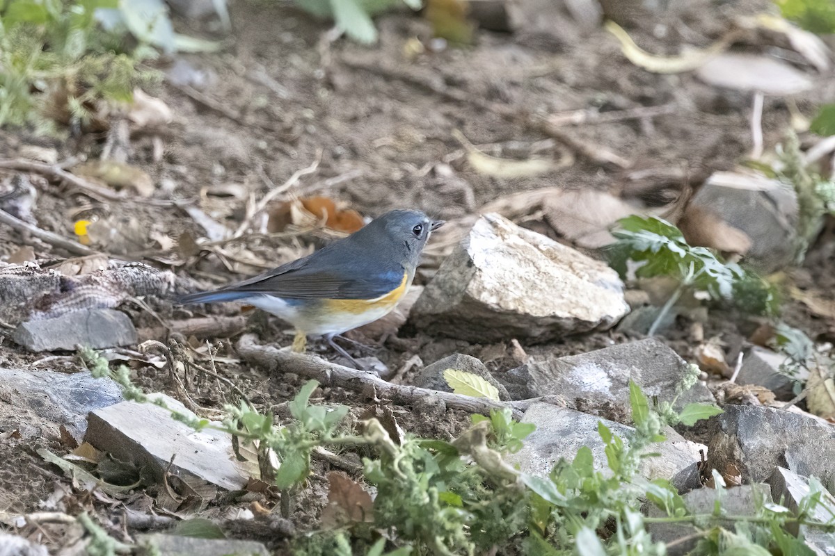 Red-flanked Bluetail - ML620781884