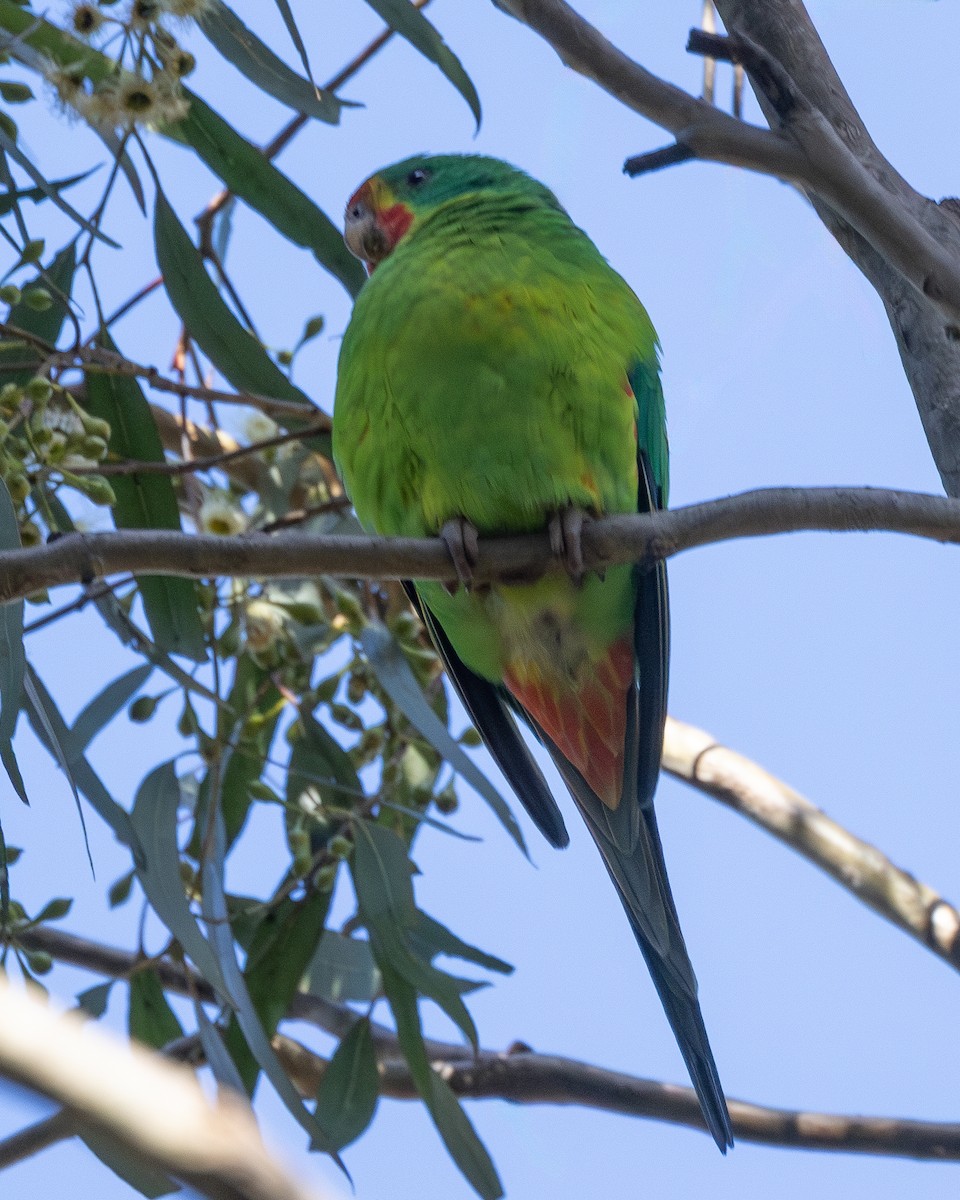 Swift Parrot - ML620781885