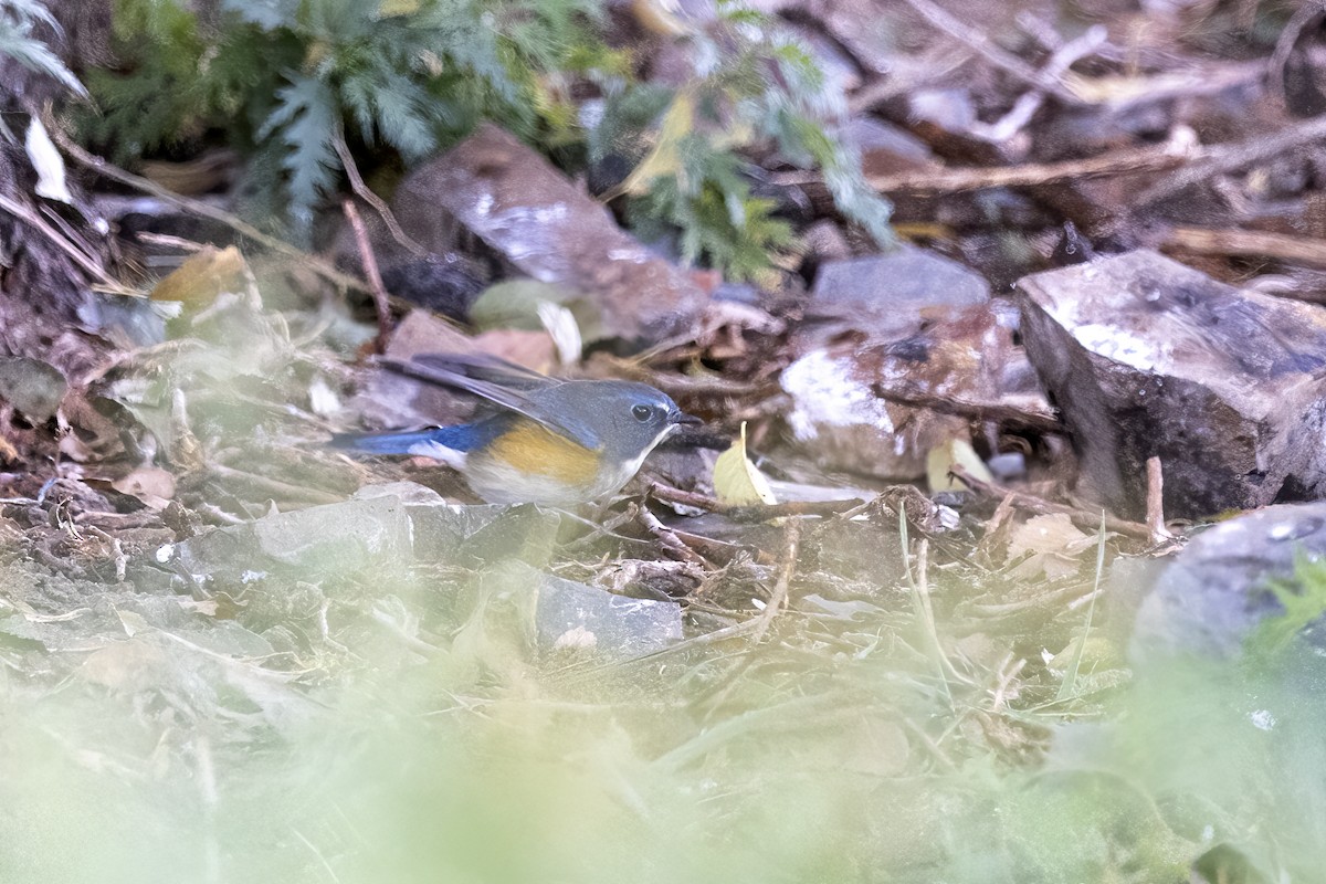 Red-flanked Bluetail - ML620781886