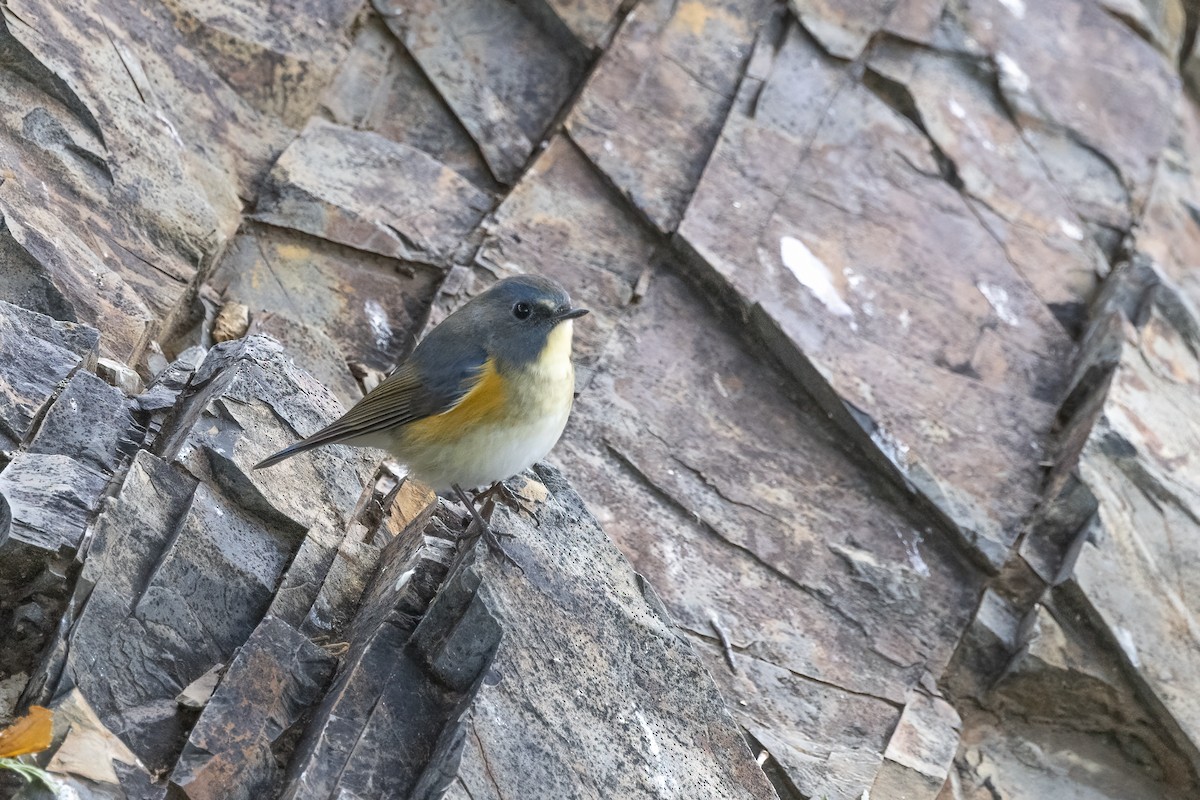 Red-flanked Bluetail - ML620781887