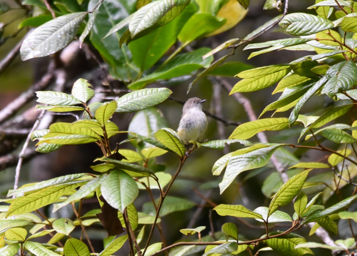 Mountain Thornbill - ML620781890