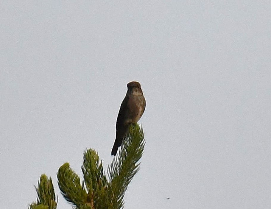 Dark-sided Flycatcher - ML620781903