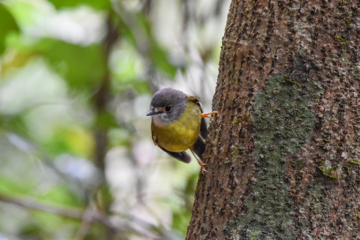 Pale-yellow Robin - ML620781907