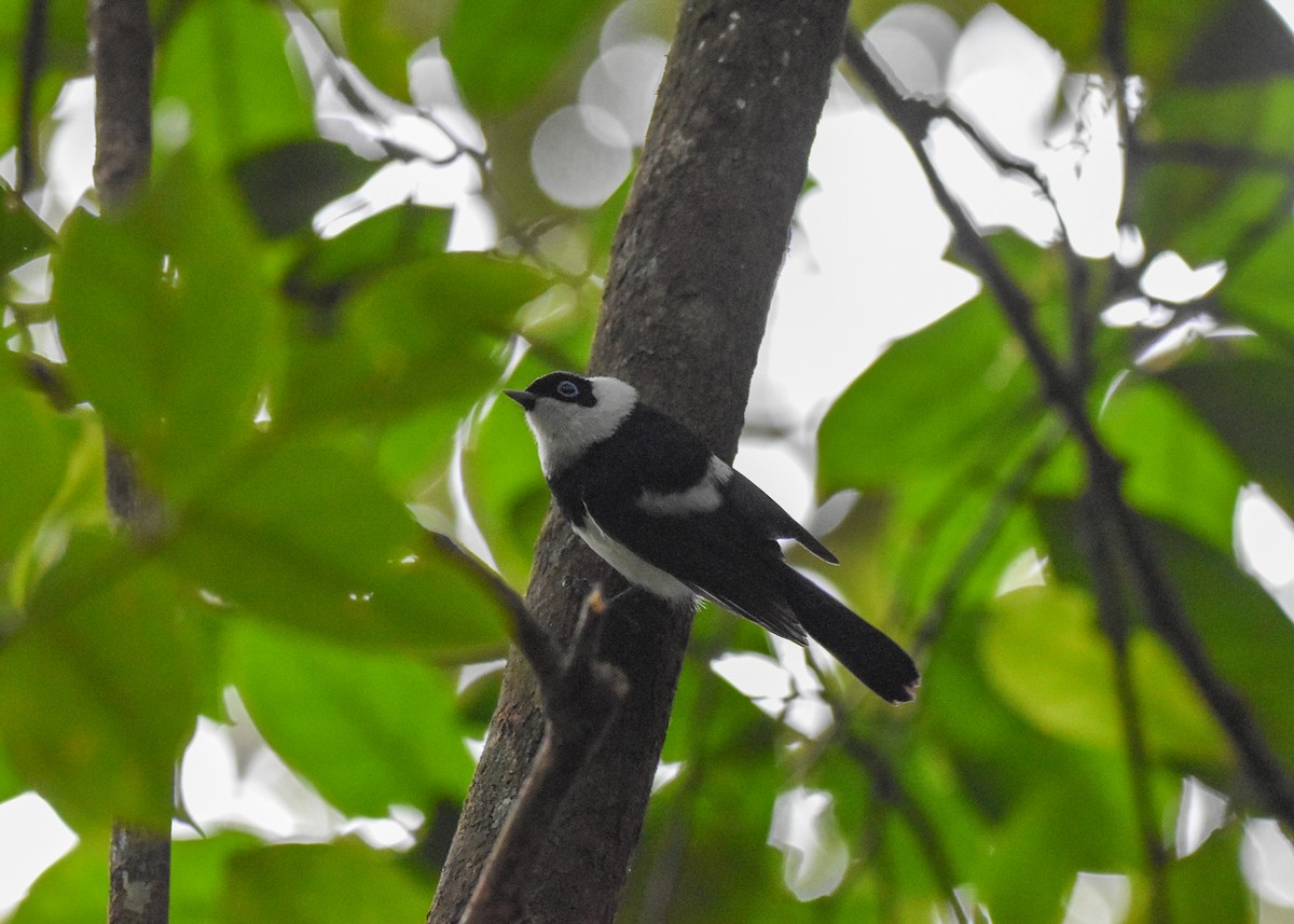 Pied Monarch - ML620781908