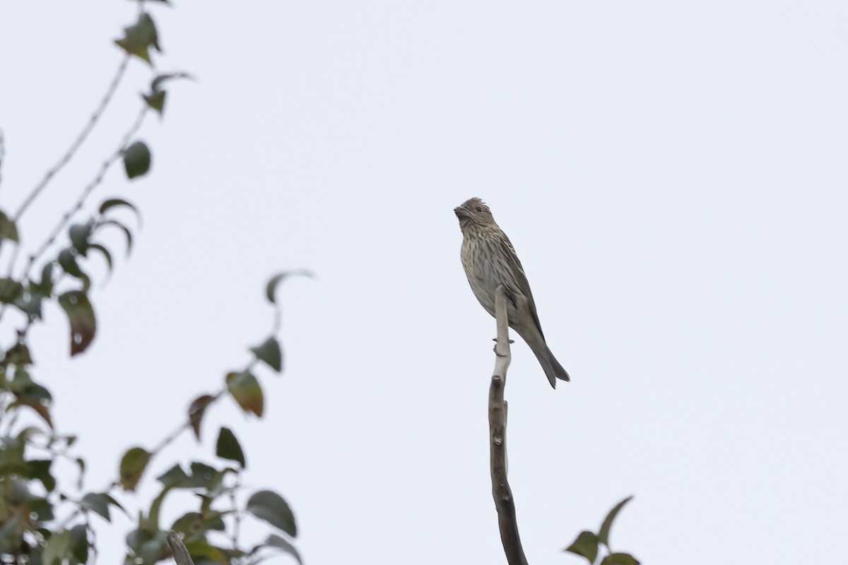 Common Rosefinch - ML620781910