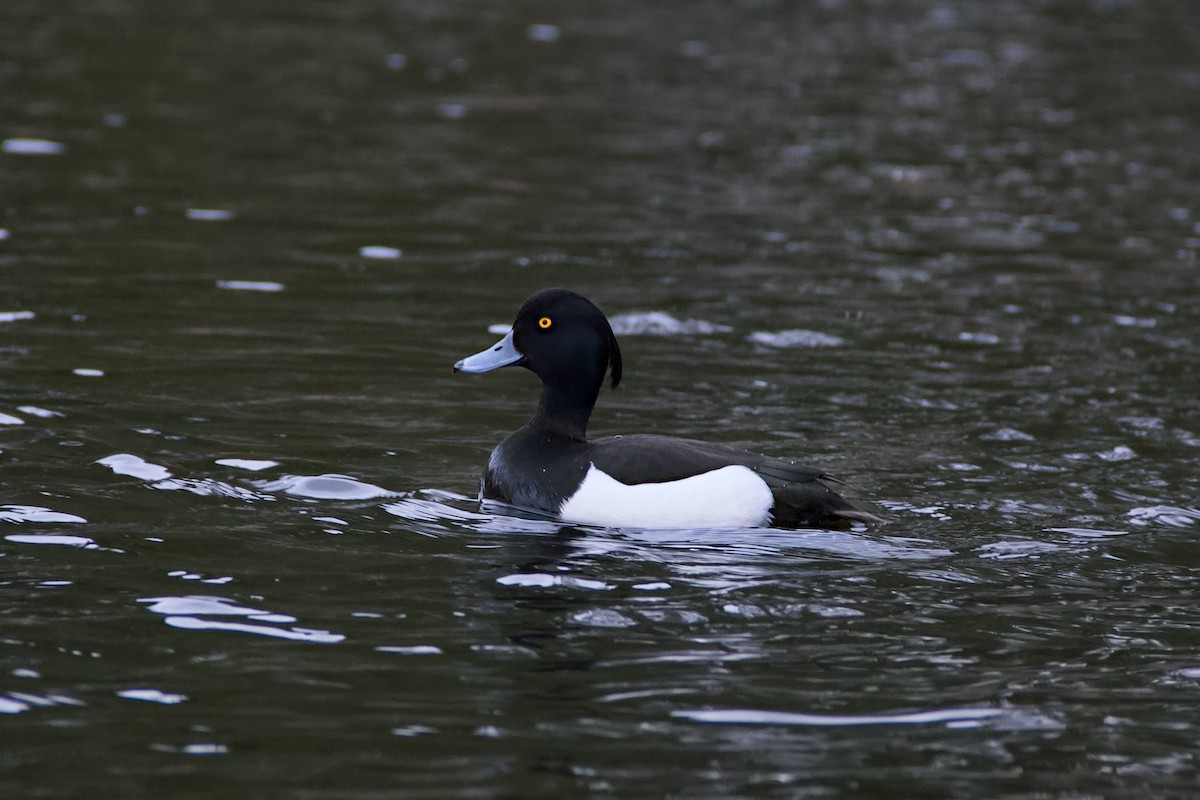 Tufted Duck - ML620781919