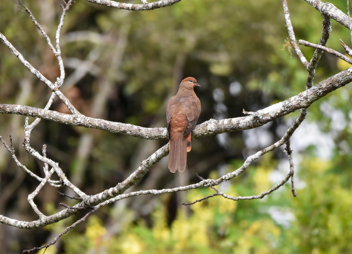 Brown Cuckoo-Dove - ML620781921