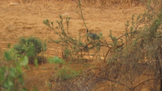 Helmeted Guineafowl - ML620781932