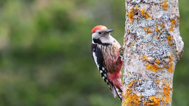 Middle Spotted Woodpecker - ML620781933