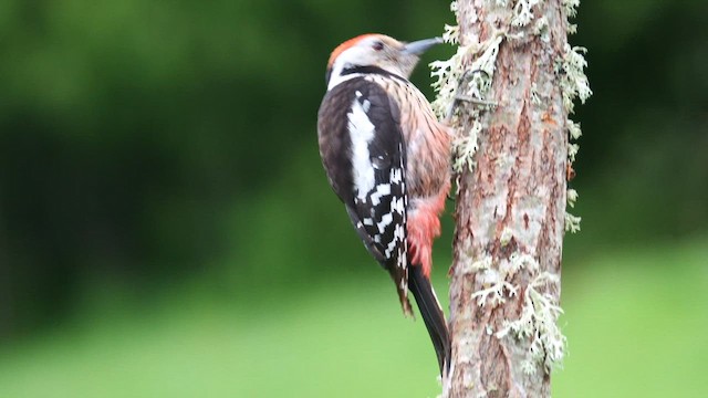 Middle Spotted Woodpecker - ML620781938