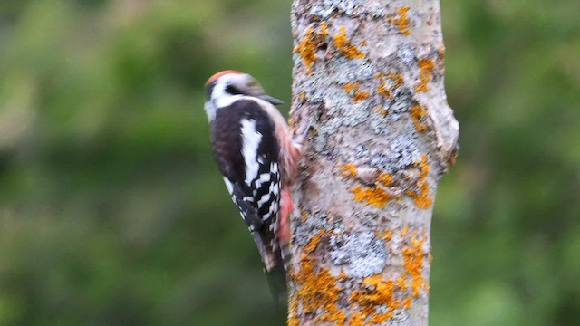 Middle Spotted Woodpecker - ML620781939