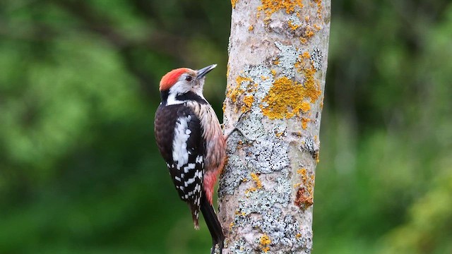 Middle Spotted Woodpecker - ML620781940