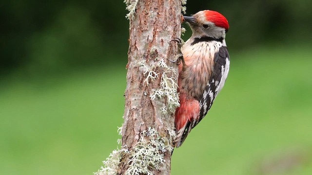 Middle Spotted Woodpecker - ML620781941