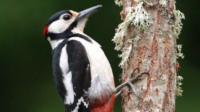 Great Spotted Woodpecker - ML620781949