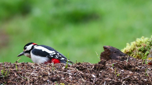 Great Spotted Woodpecker - ML620781950