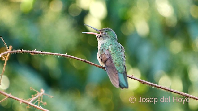 kolibřík skvrnitoprsý - ML620781961