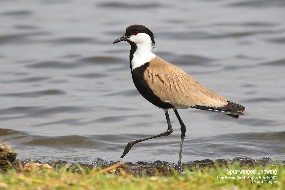 Spur-winged Lapwing - ML620781964