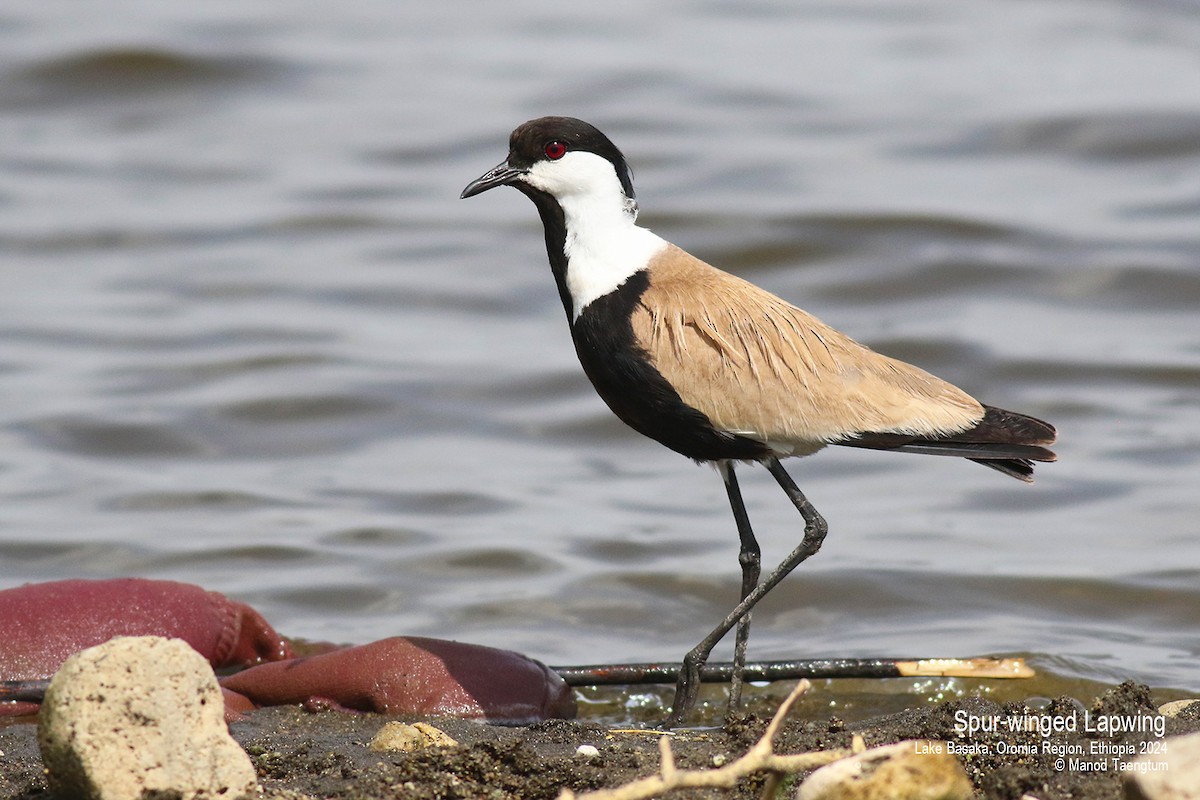 Spur-winged Lapwing - ML620781965