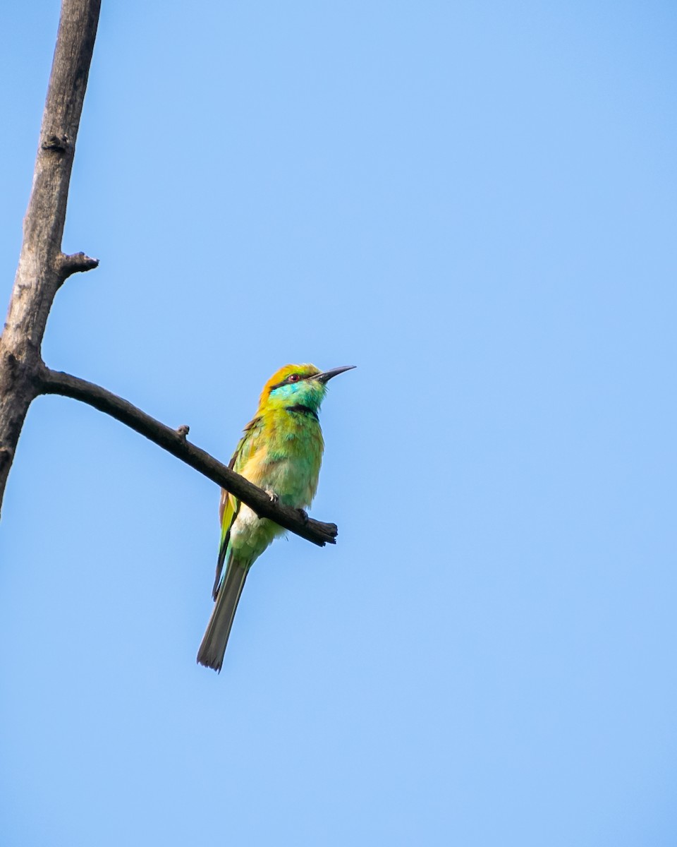 Asian Green Bee-eater - Bhavesh Doshi