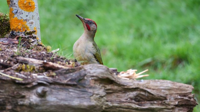 Iberian Green Woodpecker - ML620781969