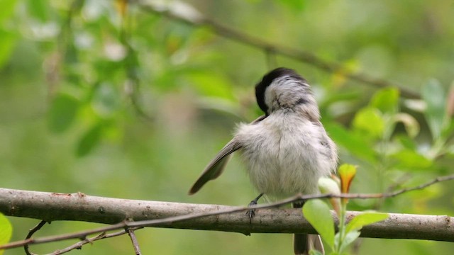 Marsh Tit - ML620781975