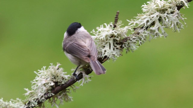 Marsh Tit - ML620781976